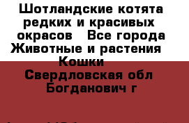 Шотландские котята редких и красивых  окрасов - Все города Животные и растения » Кошки   . Свердловская обл.,Богданович г.